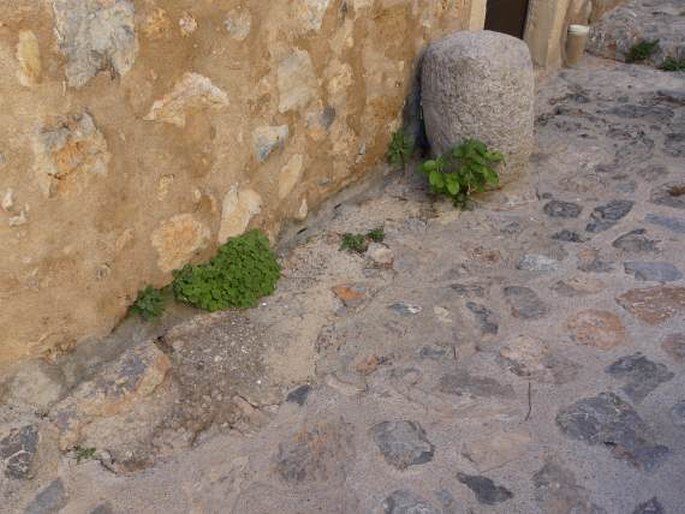 Stachys spreitzenhoferi