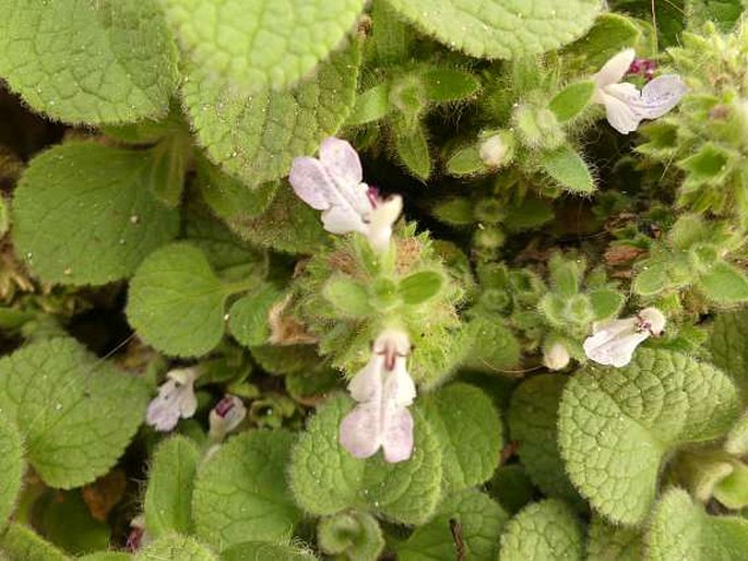 Stachys spreitzenhoferi