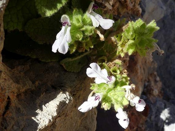 Stachys spreitzenhoferi