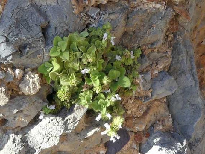 Stachys spreitzenhoferi