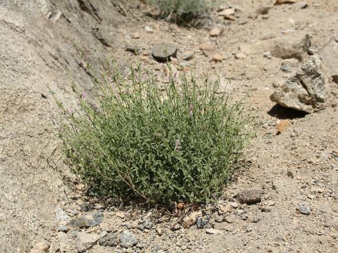 Stachys tibetica