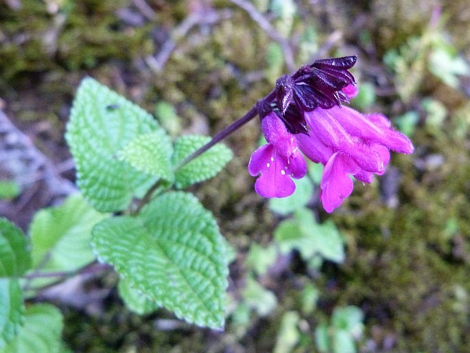 Stachys venezuelana