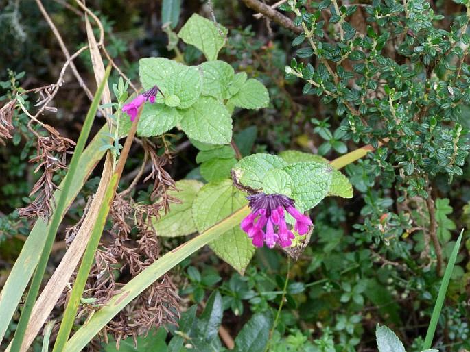 Stachys venezuelana