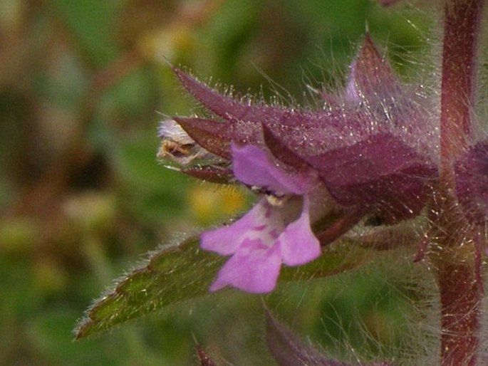 Stachys woronowii