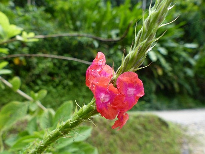 Stachytarpheta mutabilis