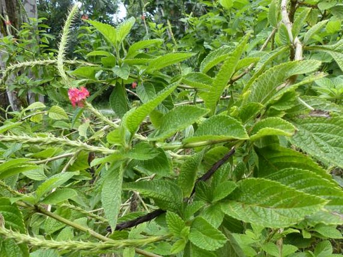 Stachytarpheta mutabilis