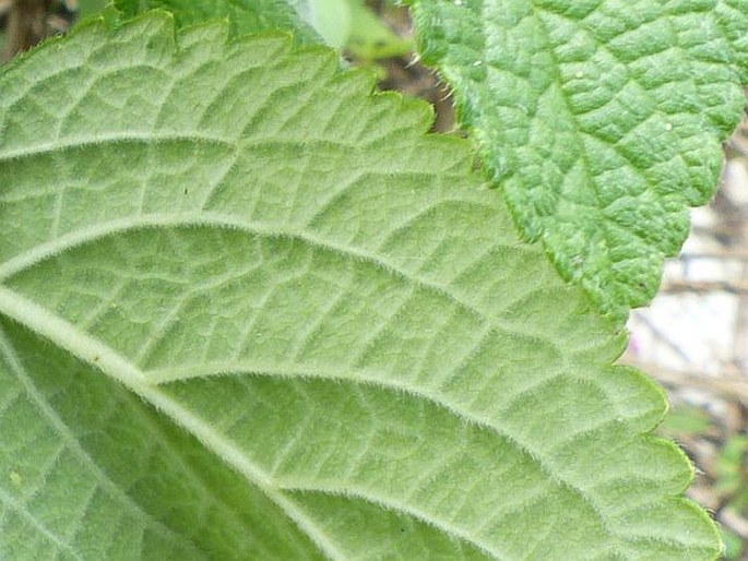 Stachytarpheta mutabilis