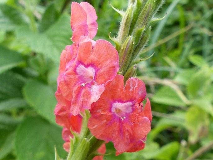 Stachytarpheta mutabilis