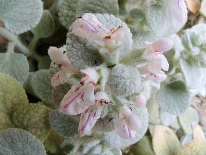 Stachys candida