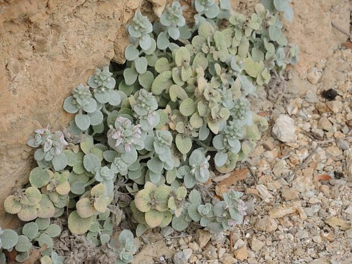 Stachys candida