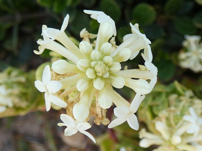 Stackhousia spathulata