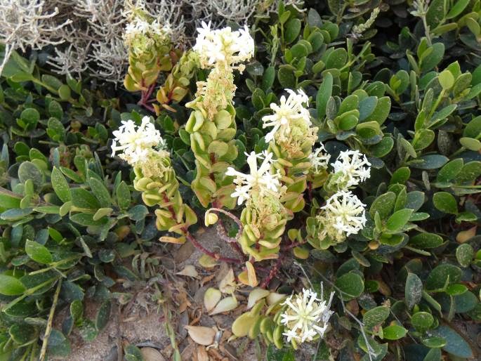 Stackhousia spathulata