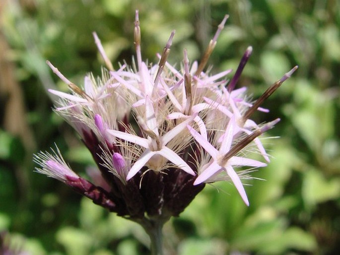 Staehelina uniflosculosa