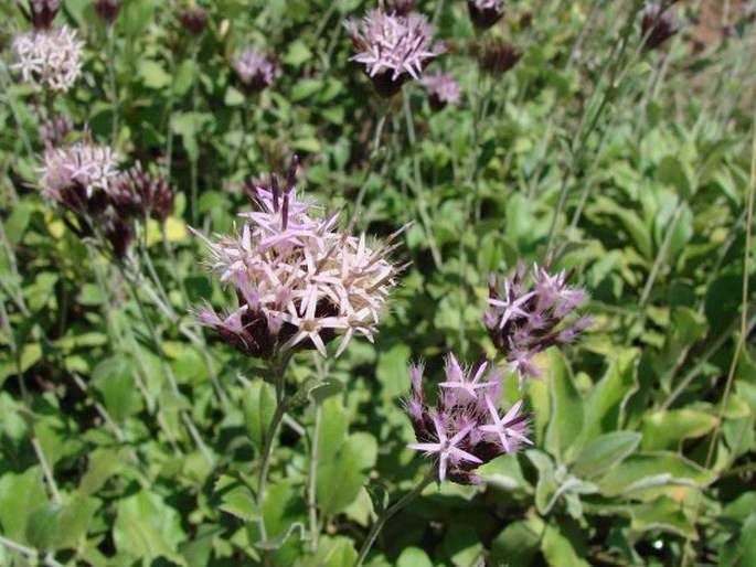 Staehelina uniflosculosa