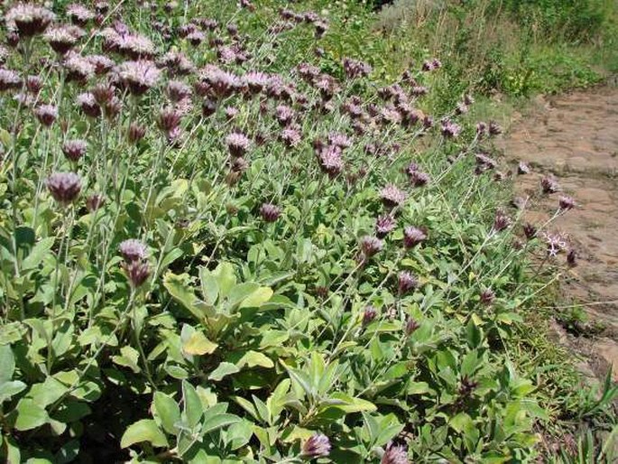 Staehelina uniflosculosa