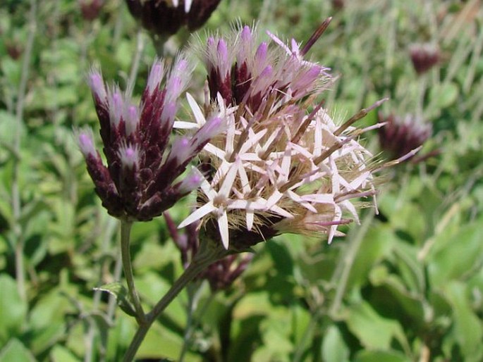 STAEHELINA UNIFLOSCULOSA Sibth. et Sm.