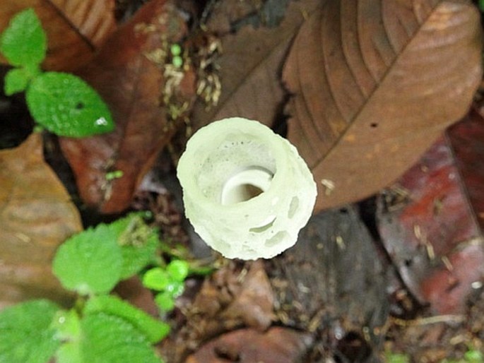 Staheliomyces cinctus