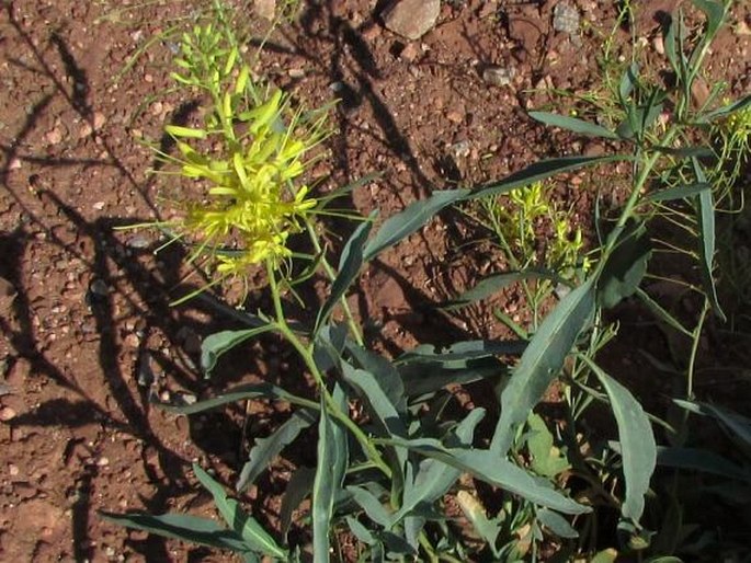 Stanleya pinnata