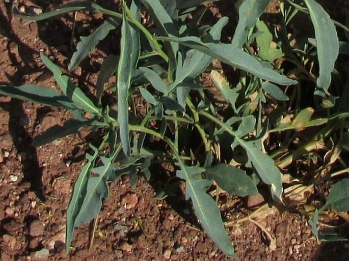 Stanleya pinnata