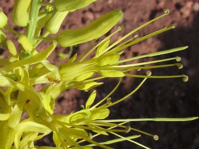 Stanleya pinnata