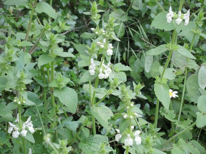 Stachys spinulosa