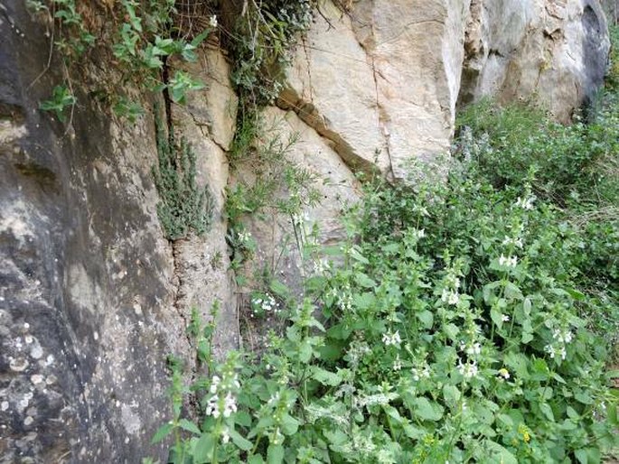 Stachys spinulosa