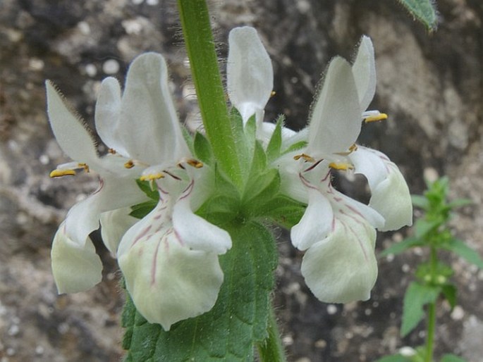 Stachys spinulosa