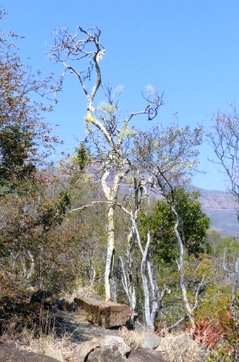 Steganotaenia araliacea