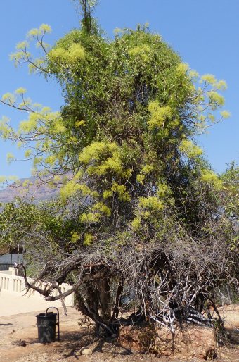 Steganotaenia araliacea