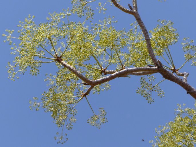 Steganotaenia araliacea