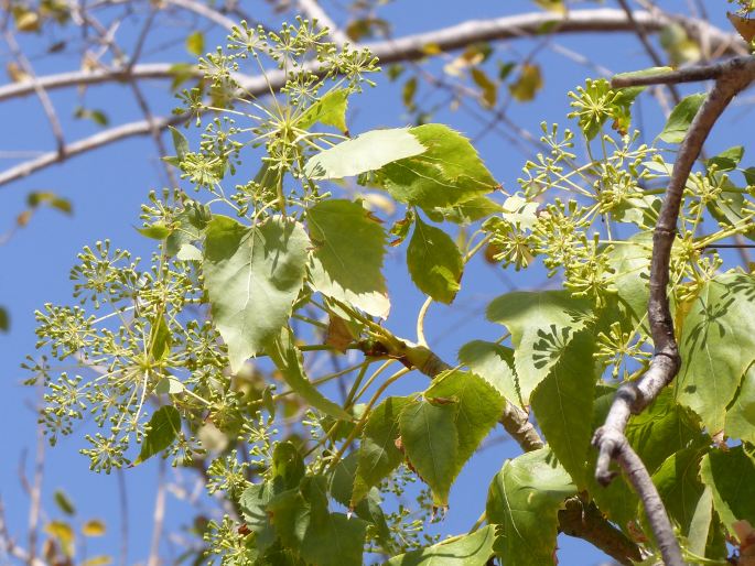 Steganotaenia araliacea