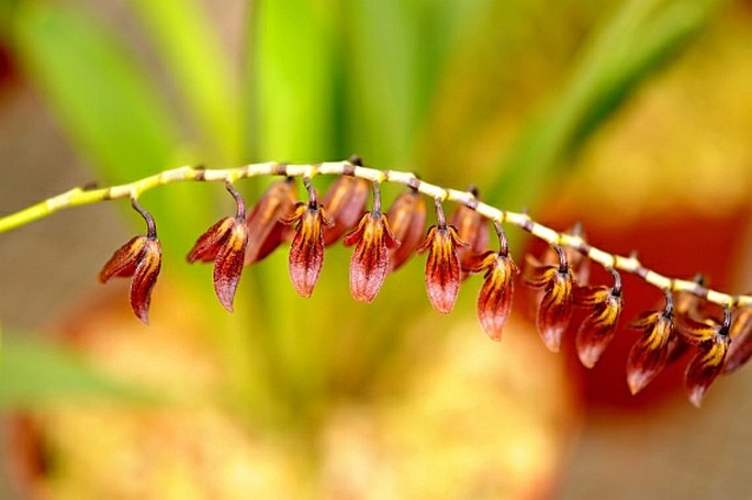 Stelis immersa