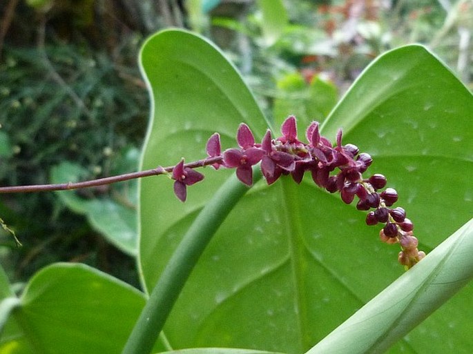 STELIS CILIARIS Lindl.