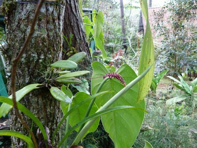 Stelis ciliaris