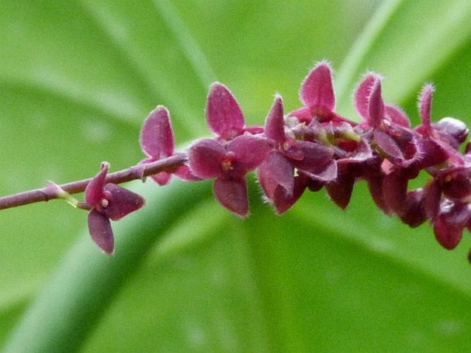 Stelis ciliaris