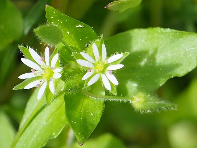 STELLARIA RUDERALIS M. Lepší et al. – ptačinec / hviezdica