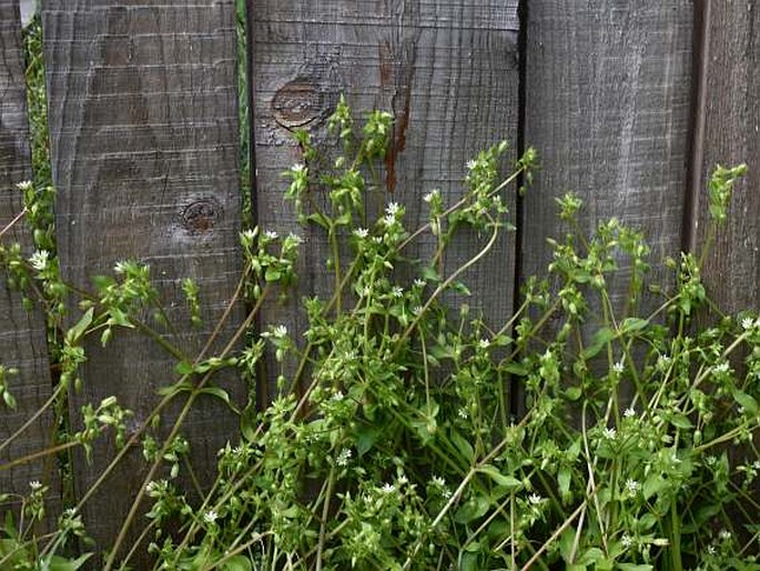 Stellaria ruderalis