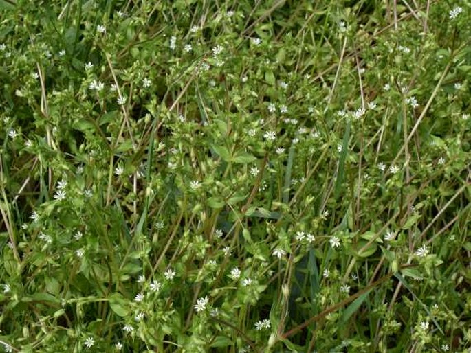 Stellaria ruderalis