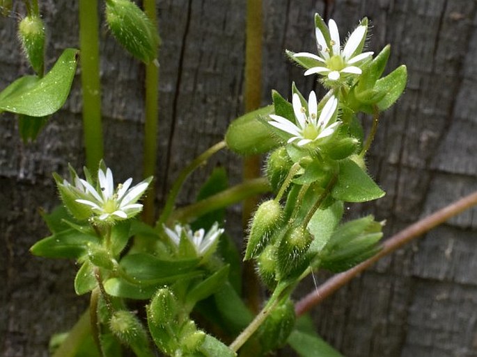 Stellaria ruderalis