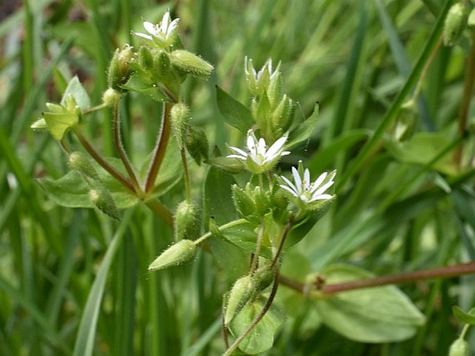 Stellaria ruderalis