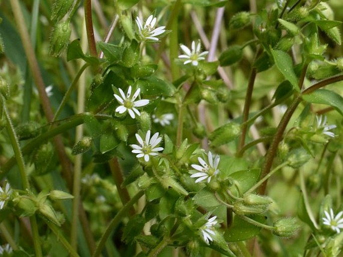 Stellaria ruderalis