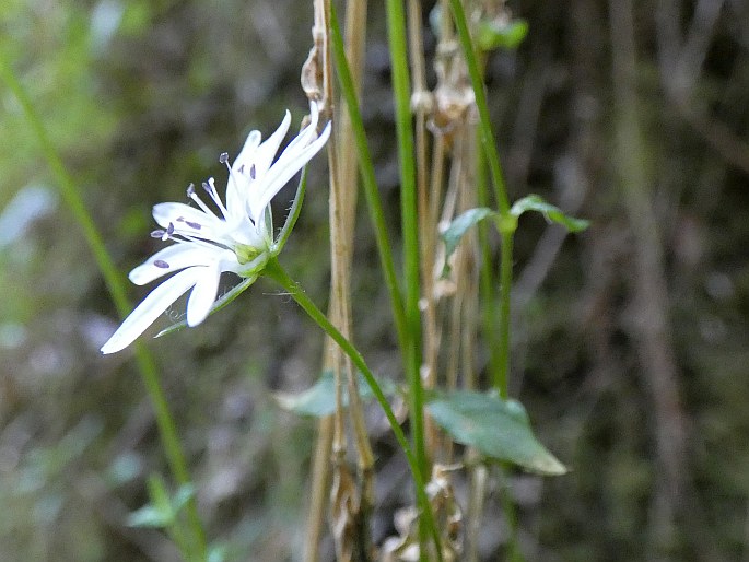 Stellaria flaccida