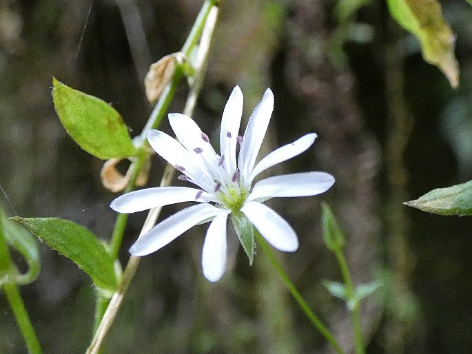 Stellaria flaccida