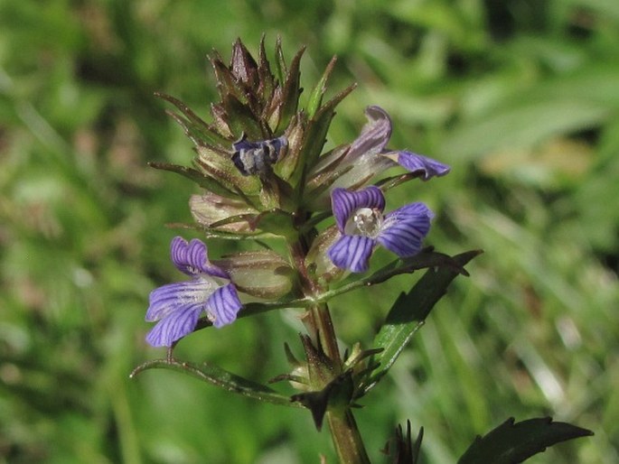 STEMODIA LOBELIOIDES Lehm.