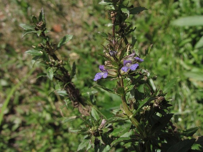 Stemodia lobelioides