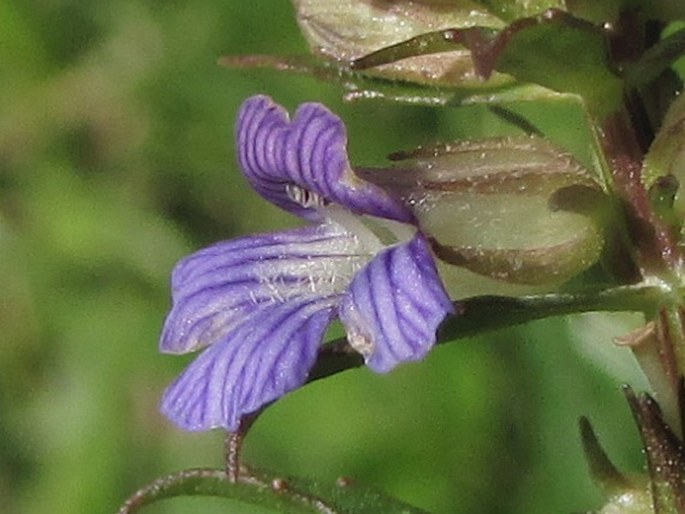 Stemodia lobelioides