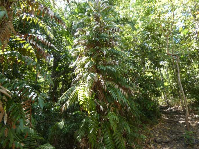 Stenochlaena palustris