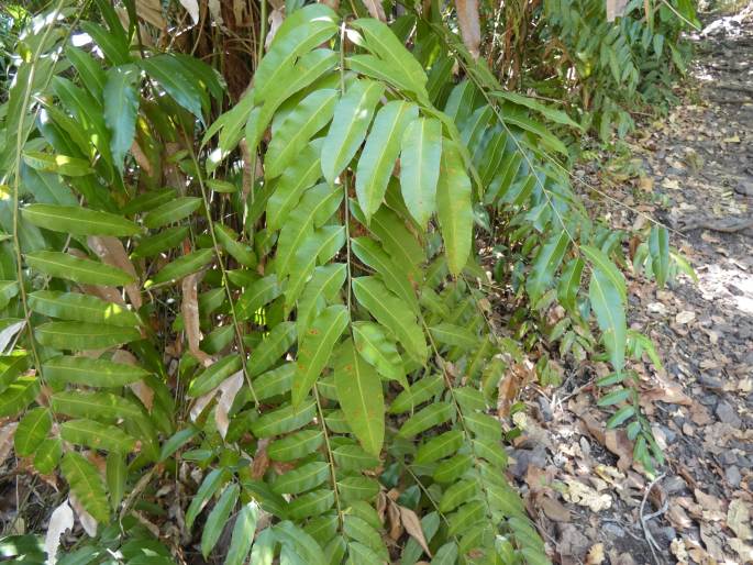 Stenochlaena palustris