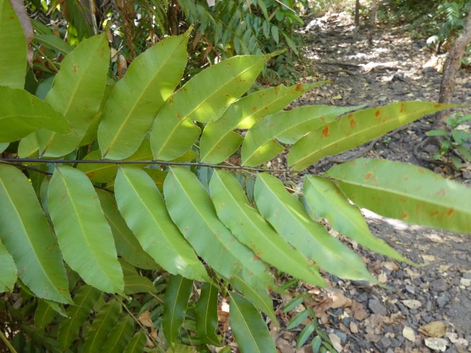 Stenochlaena palustris