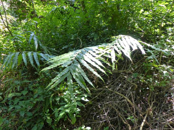 Stenochlaena tenuifolia